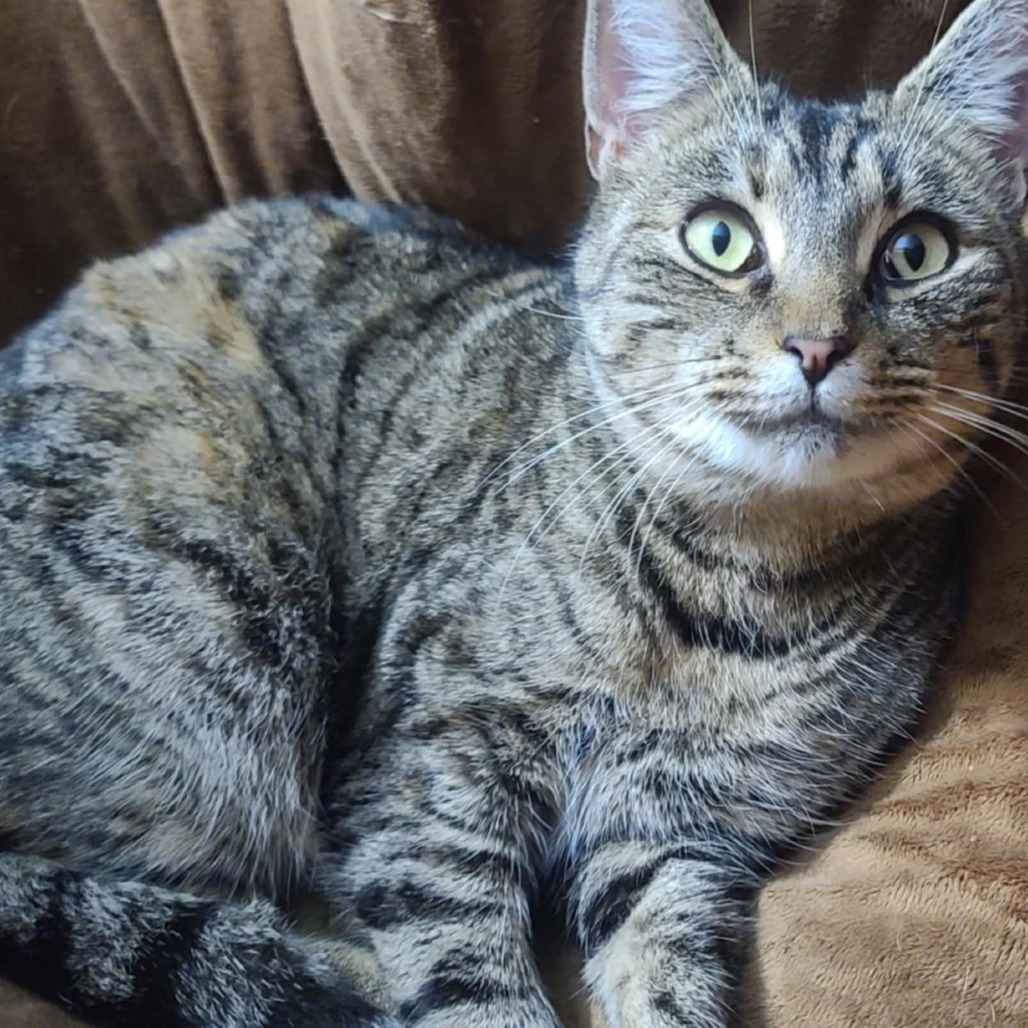 Betty White, an adoptable Domestic Short Hair in Ferndale, WA, 98248 | Photo Image 1