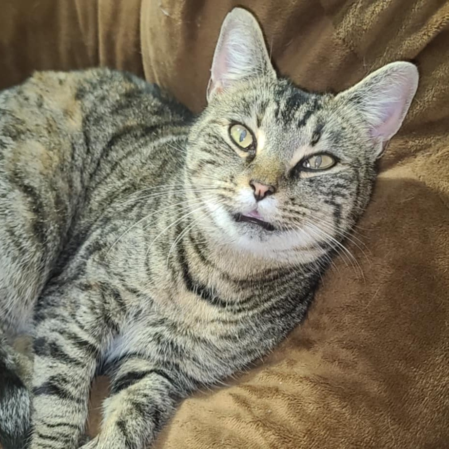 Betty White, an adoptable Domestic Short Hair in Ferndale, WA, 98248 | Photo Image 2