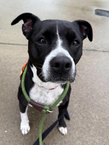 Ethel, an adoptable Staffordshire Bull Terrier, Mixed Breed in Everett, WA, 98201 | Photo Image 1