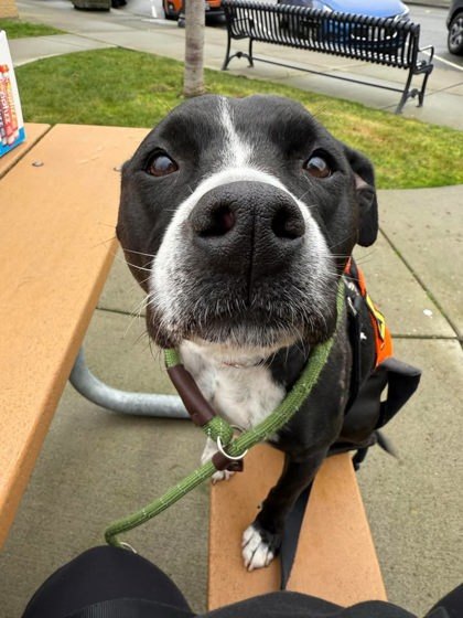 Ethel, an adoptable Staffordshire Bull Terrier, Mixed Breed in Everett, WA, 98201 | Photo Image 2