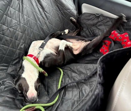 Ethel, an adoptable Staffordshire Bull Terrier, Mixed Breed in Everett, WA, 98201 | Photo Image 3