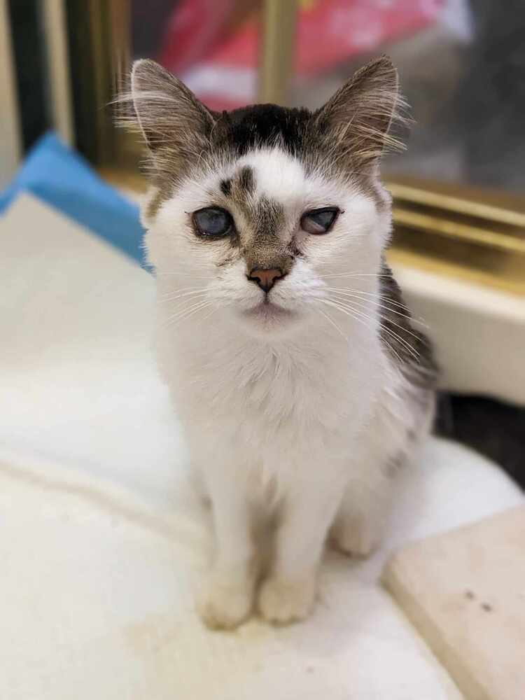 Addison