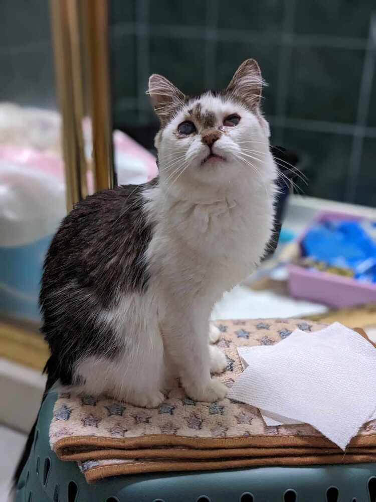 Addison