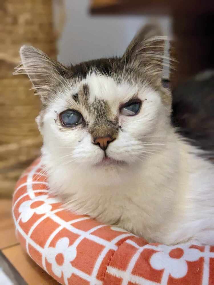 Addison