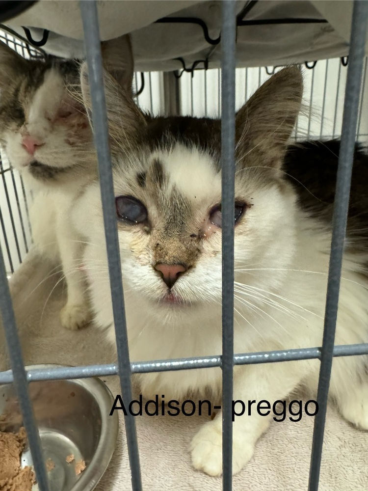 Addison