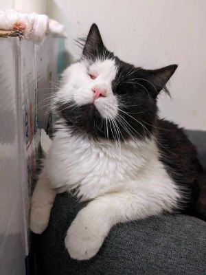 Annie, Adult Female unknown