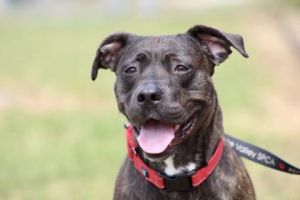 Ana, Adult Female Mixed Breed