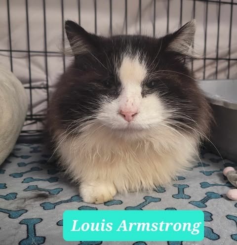 Louis Armstrong-Sponsored