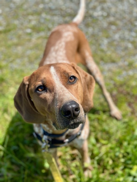 Bubba, an adoptable Bluetick Coonhound in Gold Beach, OR, 97444 | Photo Image 1