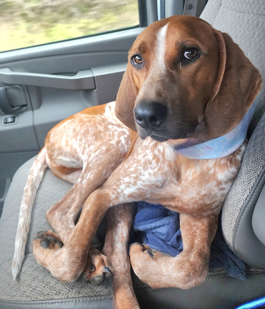 Bubba, an adoptable Bluetick Coonhound in Gold Beach, OR, 97444 | Photo Image 2