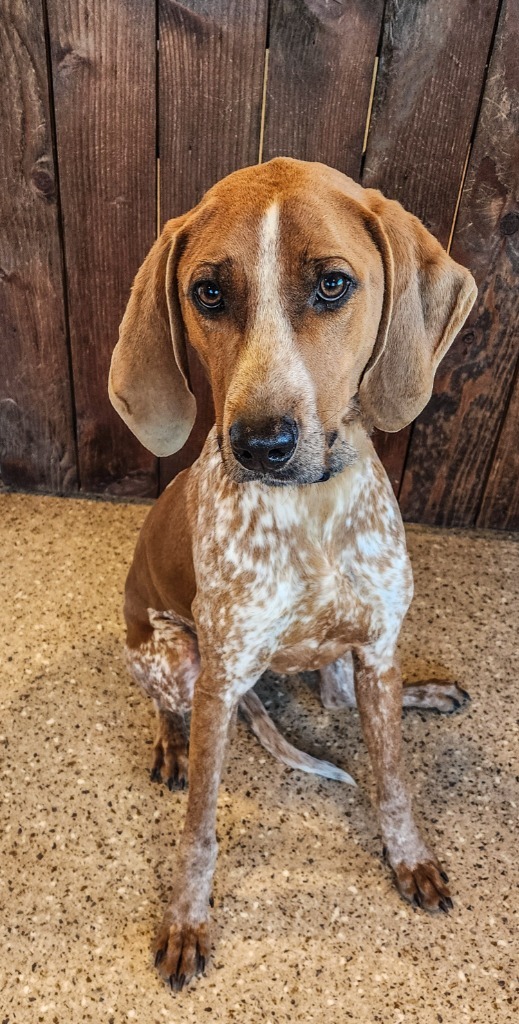 Bubba, an adoptable Bluetick Coonhound in Gold Beach, OR, 97444 | Photo Image 3