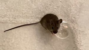 Dracula, Young Male Mouse