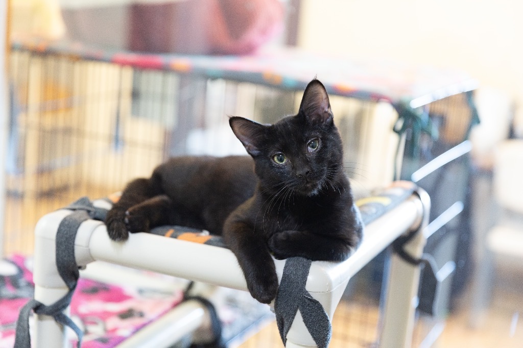 Spooky, an adoptable Domestic Short Hair in Redwood Falls, MN, 56283 | Photo Image 1