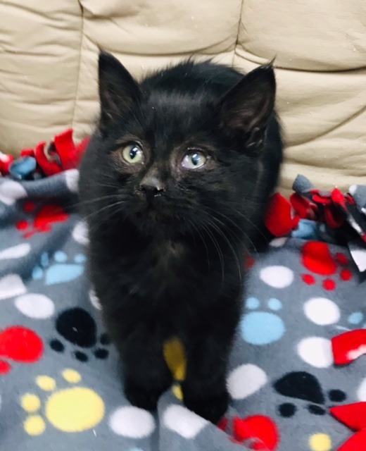 Spooky, an adoptable Domestic Short Hair in Redwood Falls, MN, 56283 | Photo Image 2