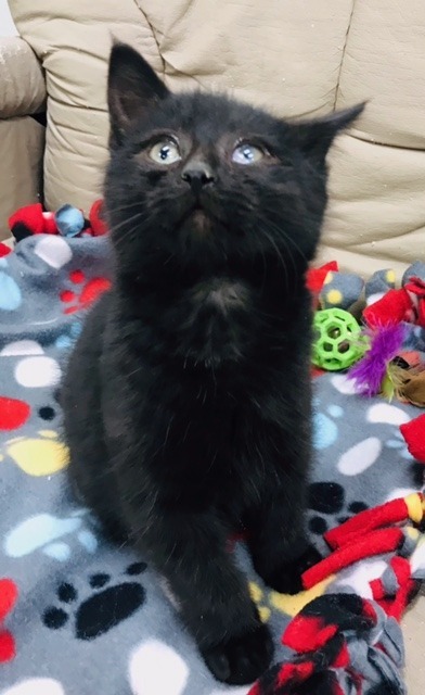 Spooky, an adoptable Domestic Short Hair in Redwood Falls, MN, 56283 | Photo Image 3