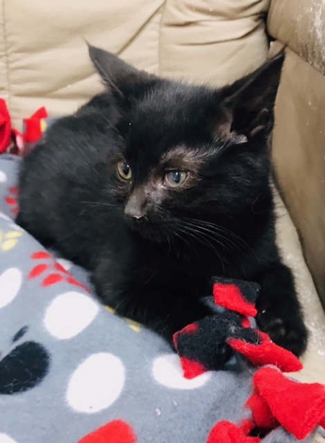 Spooky, an adoptable Domestic Short Hair in Redwood Falls, MN, 56283 | Photo Image 4