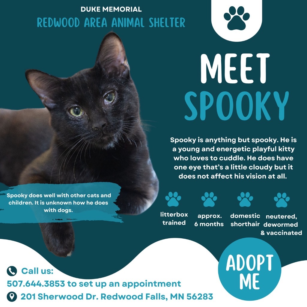 Spooky, an adoptable Domestic Short Hair in Redwood Falls, MN, 56283 | Photo Image 5