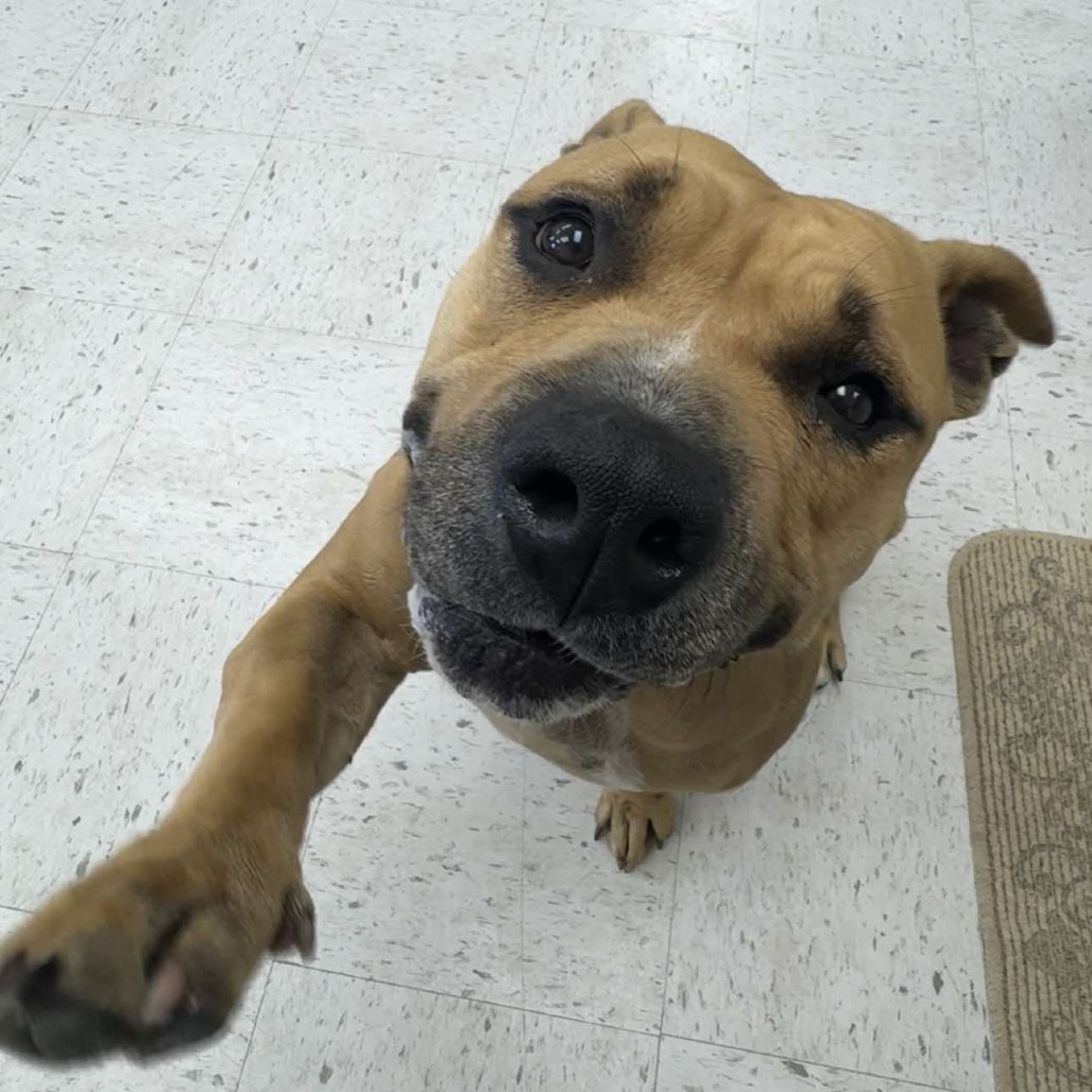 Juliette, an adoptable Pit Bull Terrier in Wichita, KS, 67278 | Photo Image 1