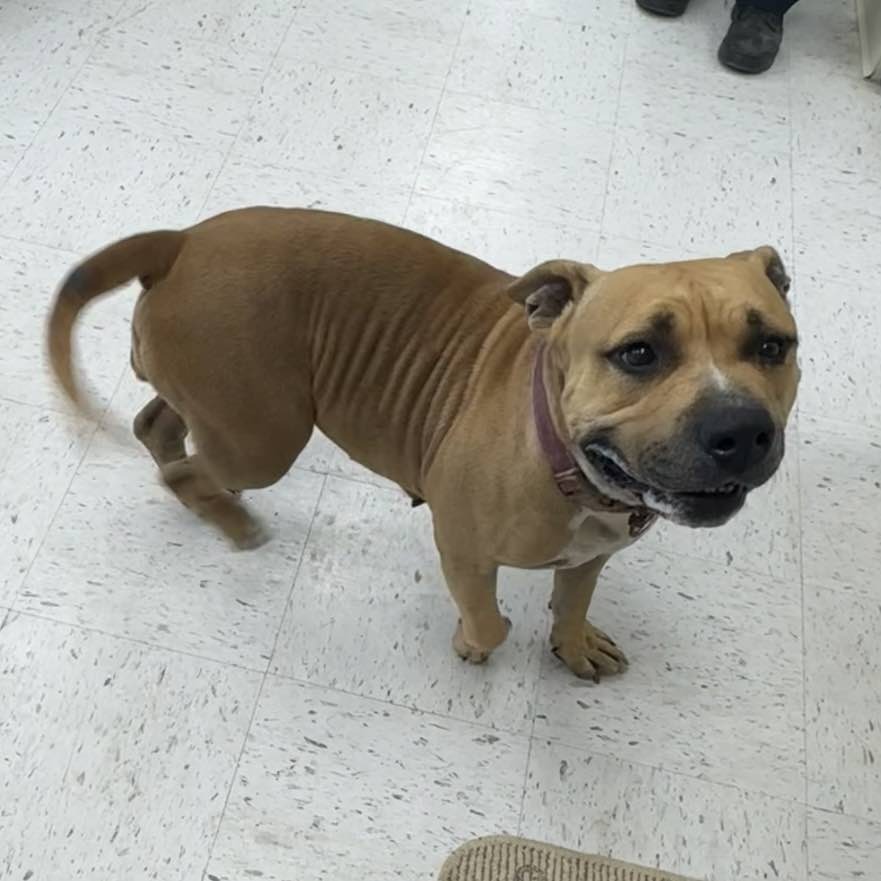 Juliette, an adoptable Pit Bull Terrier in Wichita, KS, 67278 | Photo Image 2