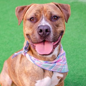 Hello Friends My name is Junior Im a neutered 1-year-old pit bullboxer mix who currently weigh
