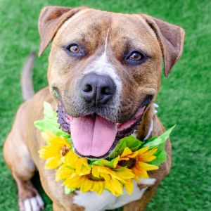 Hello Friends My name is Junior Im a neutered 1-year-old pit bullboxer mix who currently weigh