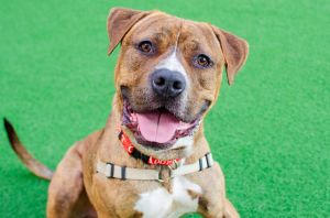 Hello Friends My name is Junior Im a neutered 1-year-old pit bullboxer mix who currently weigh