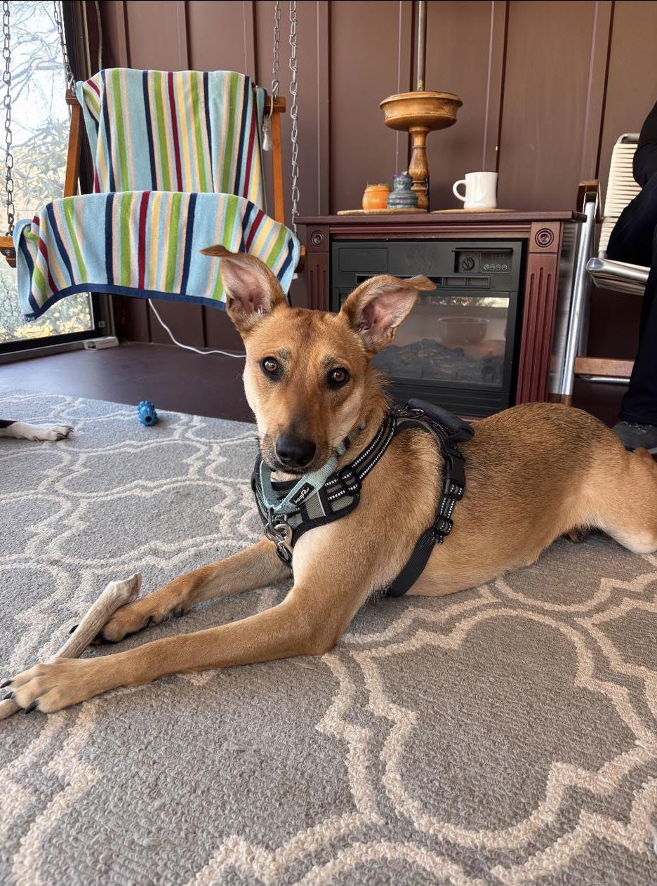 Helen - Sweet Shepherd!