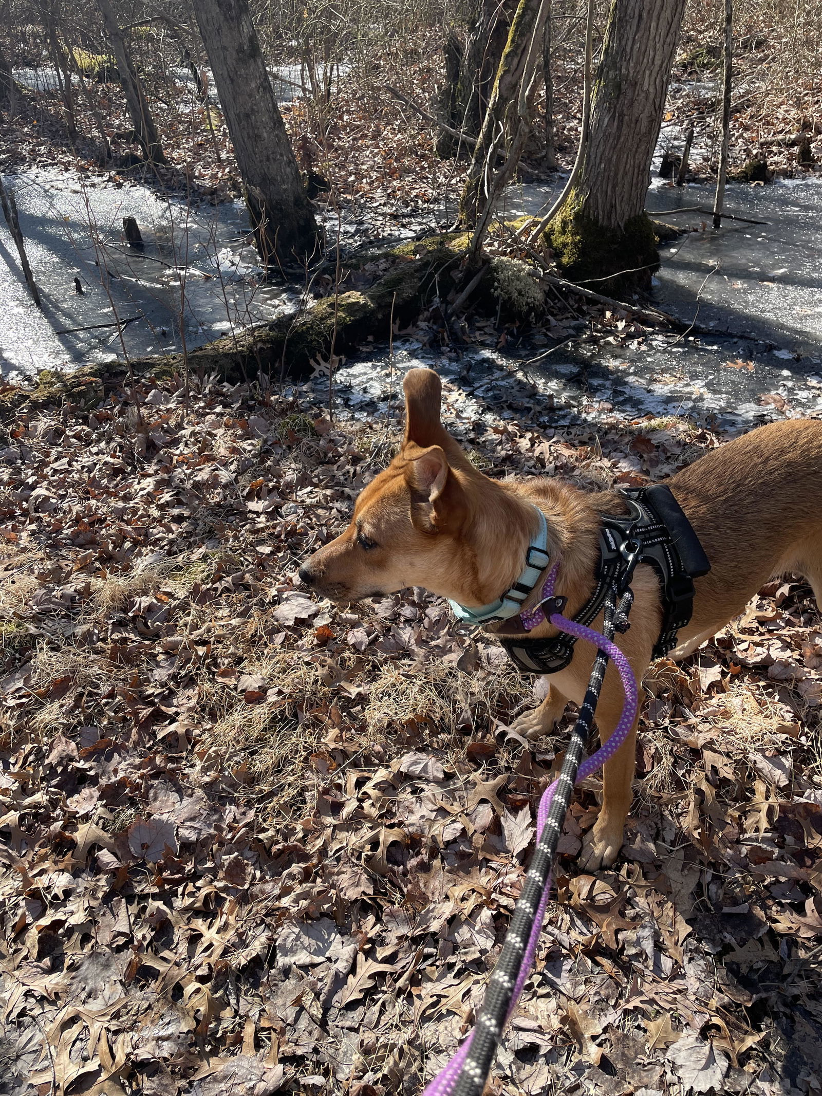 Helen - Sweet Shepherd!