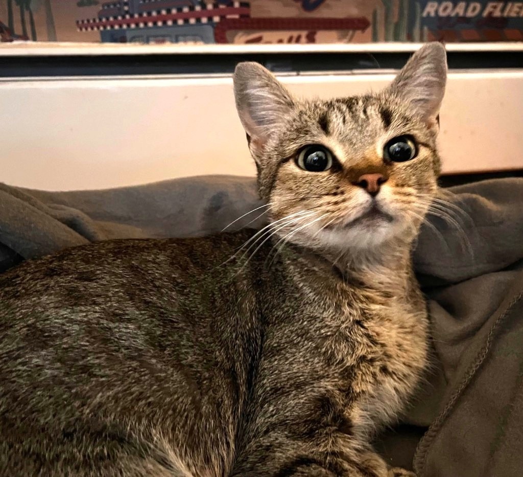 Ursula, an adoptable Domestic Short Hair in Ogden, UT, 84409 | Photo Image 1