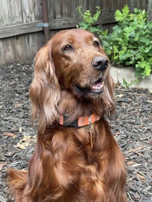 Punkin, Adult Female Irish Setter