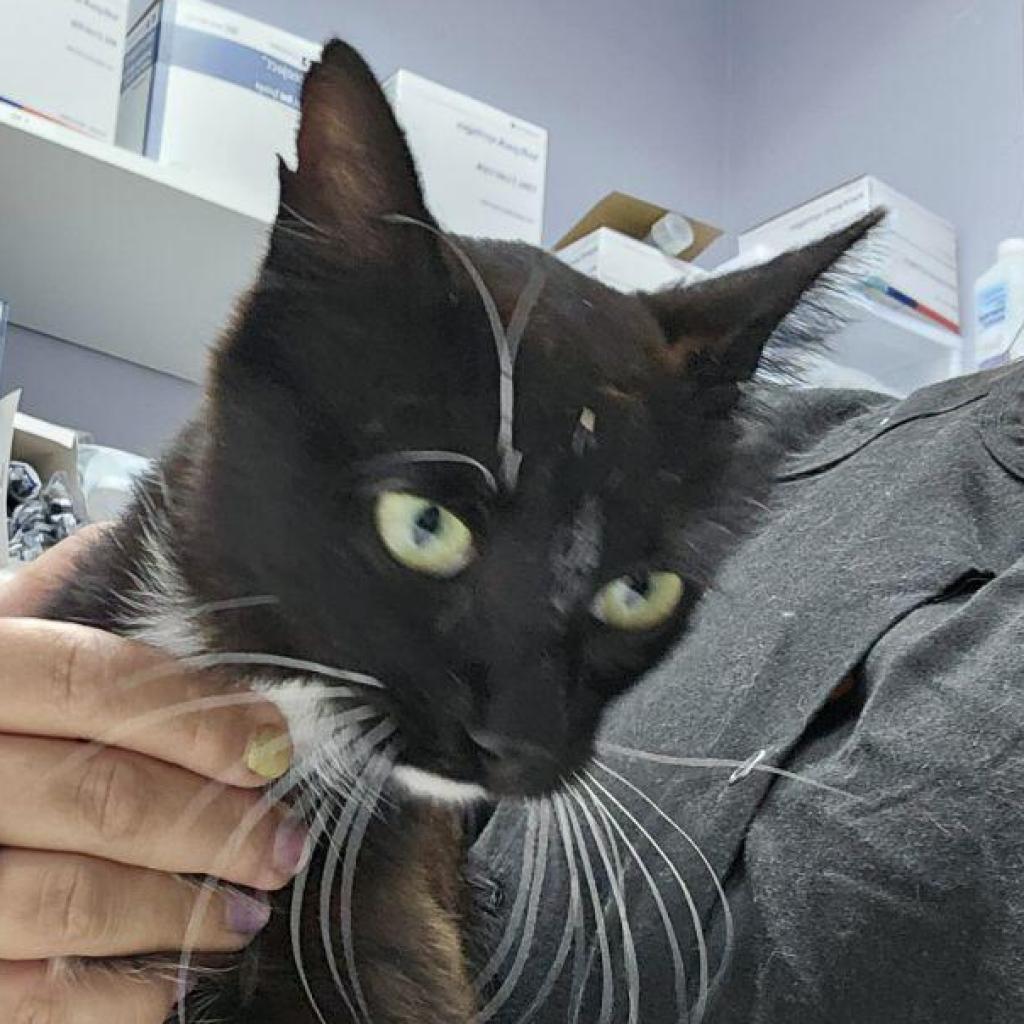 Willow, an adoptable Domestic Short Hair in Boring, OR, 97009 | Photo Image 1