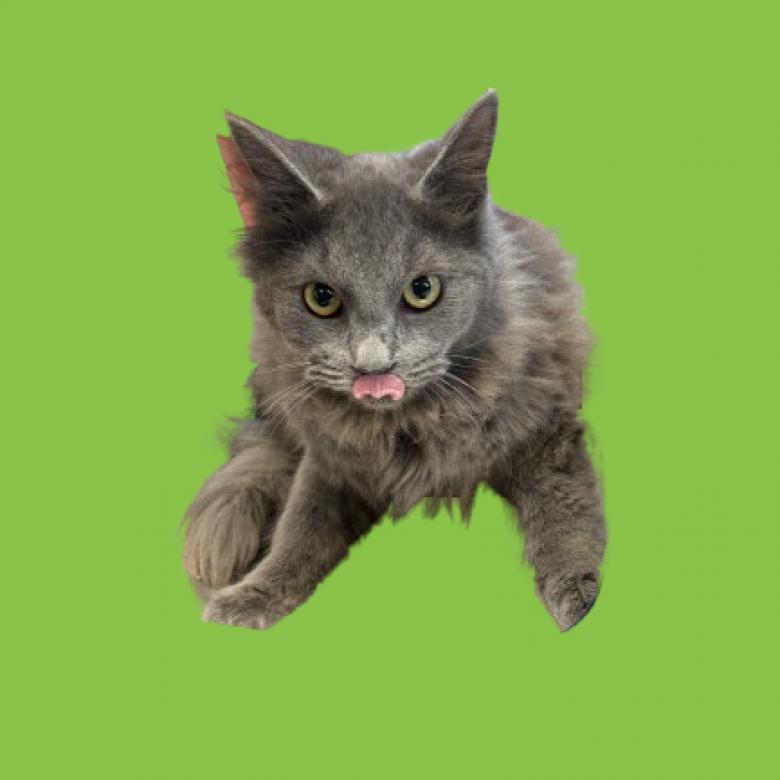 Sabrina, an adoptable Domestic Long Hair in Tuscaloosa, AL, 35401 | Photo Image 1