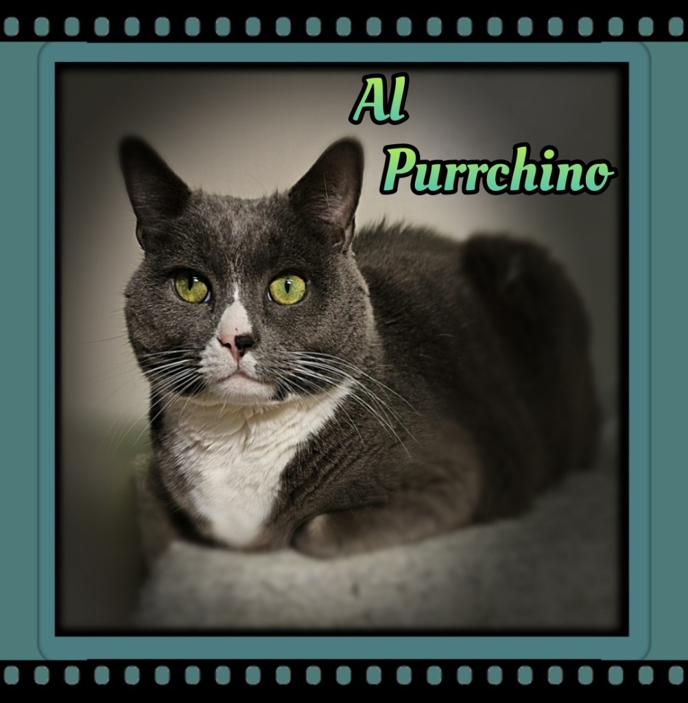Al Purrchino