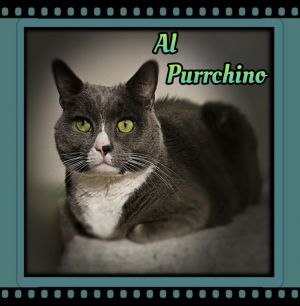 Al Purrchino, Adult Male Domestic Short Hair