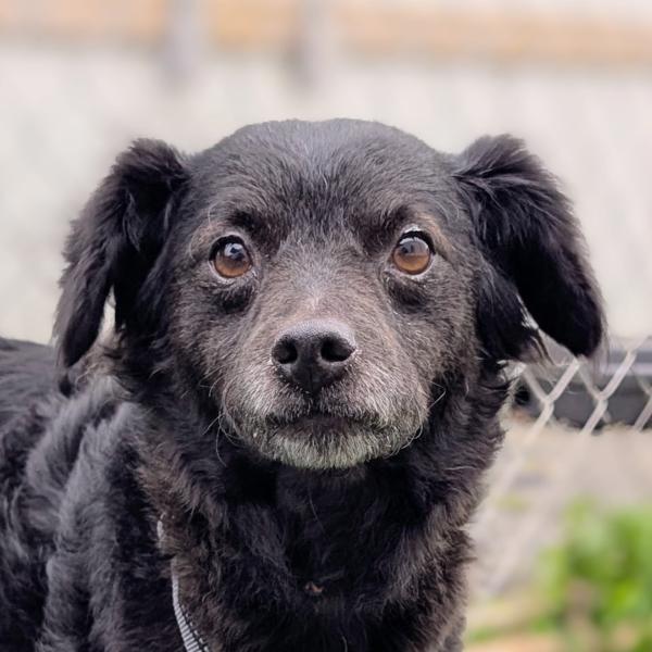 Farley, an adoptable Terrier, Papillon in Vallejo, CA, 94590 | Photo Image 1