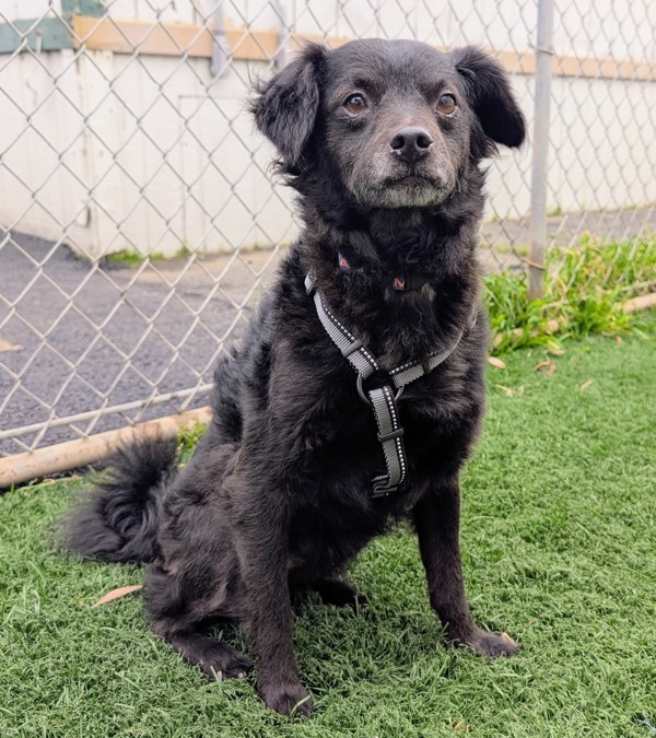 Farley, an adoptable Terrier, Papillon in Vallejo, CA, 94590 | Photo Image 2