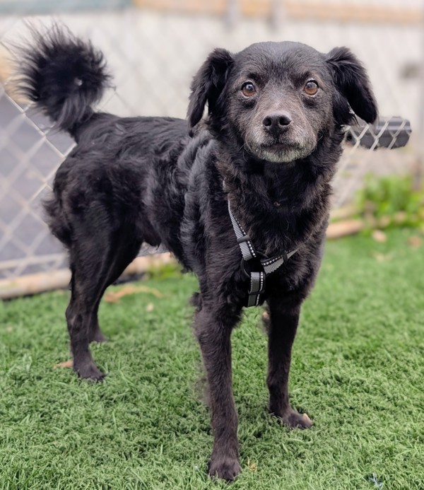 Farley, an adoptable Terrier, Papillon in Vallejo, CA, 94590 | Photo Image 3