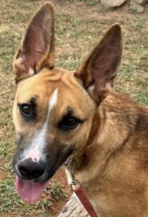 Tamera, Young Female Shepherd