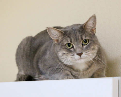 Mrs. Claus, an adoptable Domestic Short Hair in Fargo, ND, 58103 | Photo Image 1