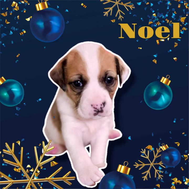 Noel 1