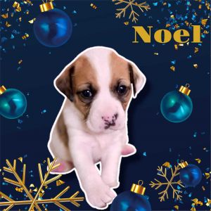 Noel