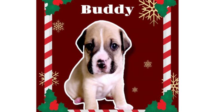 Buddy 1