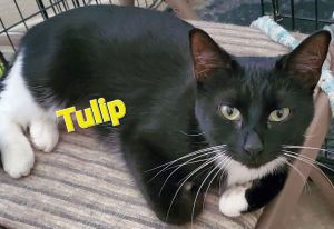 ◆Cat◆ Cats for Adoption Near Glendale, AZ | Petfinder