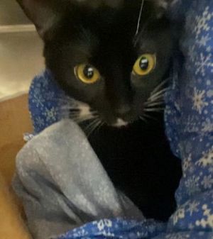 Simba - Petsmart Plantation Foster Home, Young Male unknown