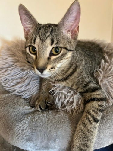 Mimi - Petsmart Plantation Foster Home
