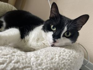 Majo, Adult Female Domestic Short Hair