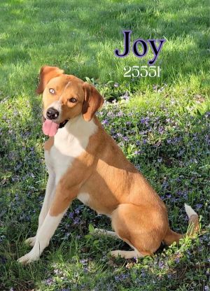 Meet Joy This fun affectionate girl has the perfect name She is active playful and bouncy She 