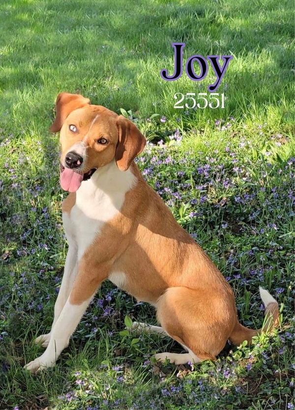 Joy
