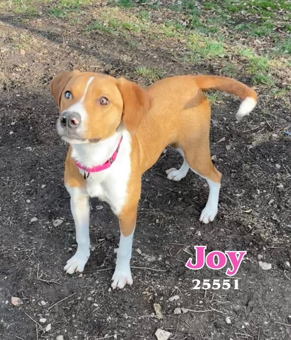 Joy