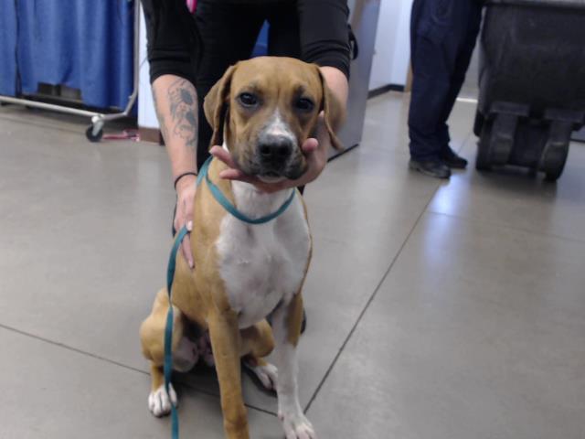 Dog For Adoption - Coral, A Boxer In Phoenix, Az 